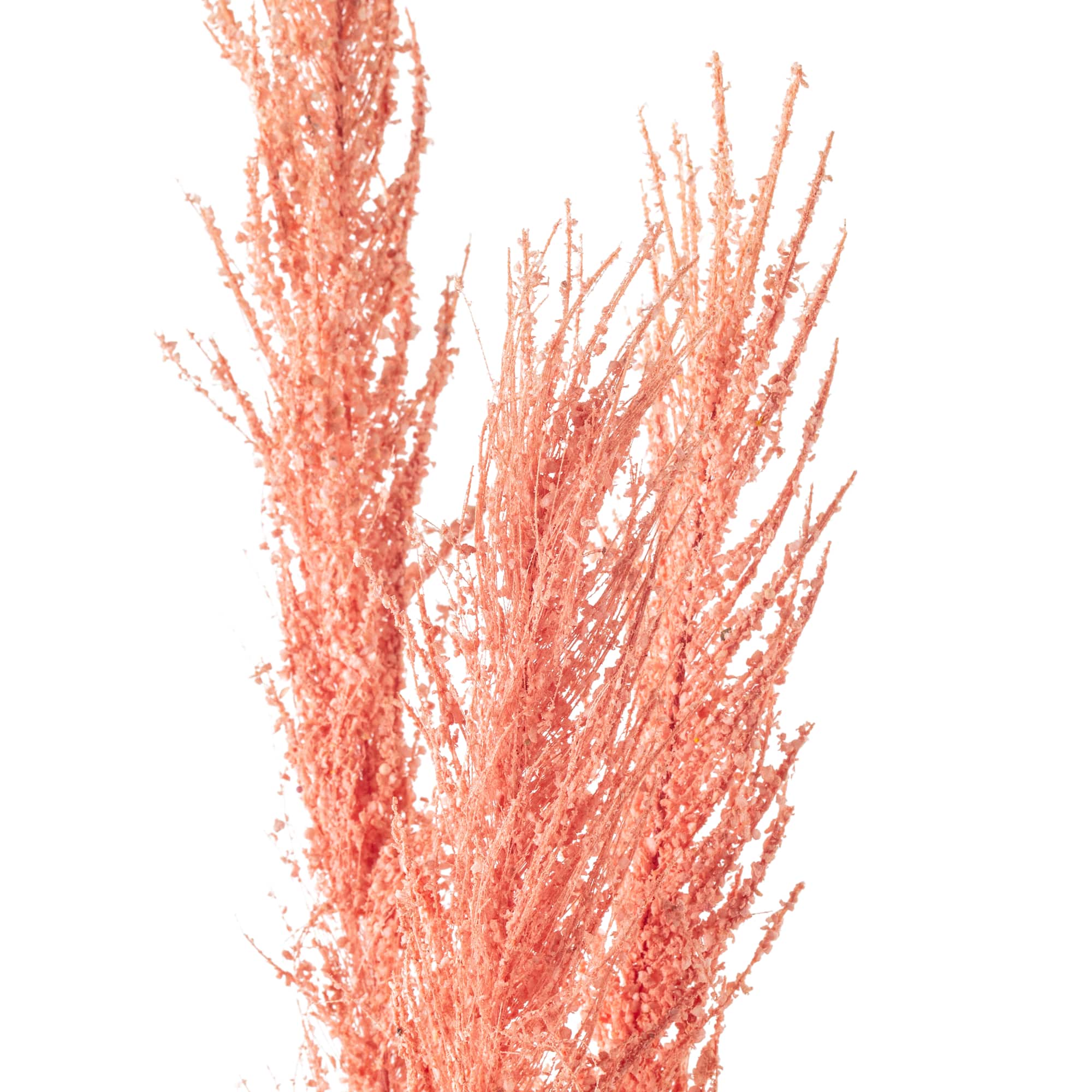 Peach Pampas Grass Stem by Ashland®